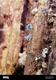 Attēlu rezultāti vaicājumam “Tilachlidium brachiatum”