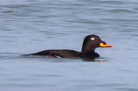 Attēlu rezultāti vaicājumam “Melanitta fusca male”