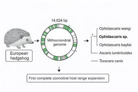 Attēlu rezultāti vaicājumam “Erinaceus sp.”