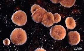 Attēlu rezultāti vaicājumam “Aleurodiscus amorphus”