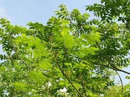 Attēlu rezultāti vaicājumam “Juglans ailanthifolia”