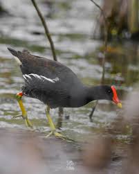 Attēlu rezultāti vaicājumam “Gallinula chloropus”