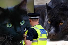 Image result for Swindon Panthers