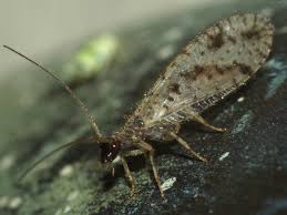 Attēlu rezultāti vaicājumam “Hemerobiidae”