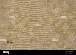 Attēlu rezultāti vaicājumam “Campylium stellatum sporophyte”