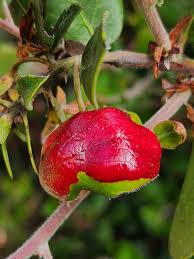 Attēlu rezultāti vaicājumam “Exobasidiales”