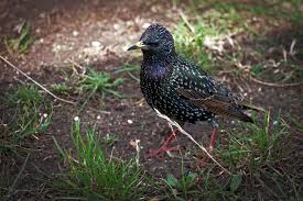 Attēlu rezultāti vaicājumam “Sturnus vulgaris male”