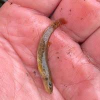 Attēlu rezultāti vaicājumam “Barbatula barbatula”