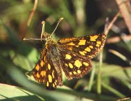 Attēlu rezultāti vaicājumam “Carterocephalus silvicolus”