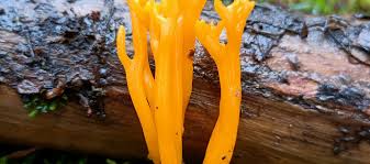 Attēlu rezultāti vaicājumam “Calocera viscosa”