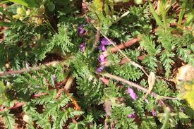 Attēlu rezultāti vaicājumam “Erodium cicutarium”