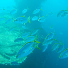 Image result for Caranx bartholomaei