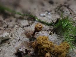 Attēlu rezultāti vaicājumam “Trichia botrytis stalked”