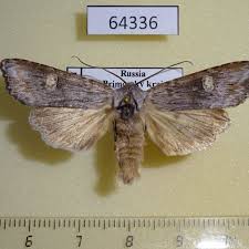 Attēlu rezultāti vaicājumam “Lithomoia solidaginis”