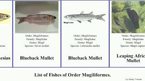 Image result for Mugil liza