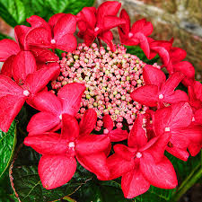 Attēlu rezultāti vaicājumam “Hydrangea”