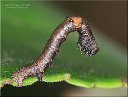 Attēlu rezultāti vaicājumam “Geometridae”