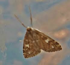 Attēlu rezultāti vaicājumam “Mollisia uda”