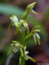 Attēlu rezultāti vaicājumam “Corallorhiza trifida”