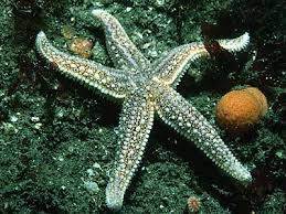 Image result for Asterias rubens