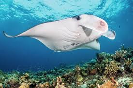 Image result for Mobula alfredi
