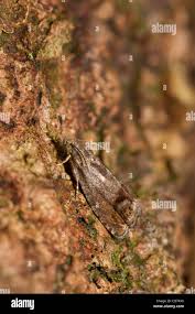 Attēlu rezultāti vaicājumam “Cydia splendana”