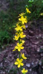 Attēlu rezultāti vaicājumam “Agrimonia pilosa bud”