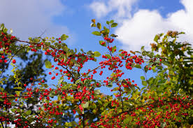Attēlu rezultāti vaicājumam “Cotoneaster multiflorus fruit”