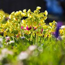 Attēlu rezultāti vaicājumam “Primula veris flower”