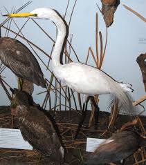 Attēlu rezultāti vaicājumam “Egretta alba adult”