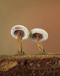 Attēlu rezultāti vaicājumam “Didymium minus stalked”