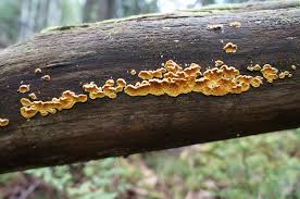 Attēlu rezultāti vaicājumam “Pseudomerulius aureus”