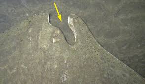 Image result for Gymnura altavela