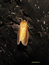 Attēlu rezultāti vaicājumam “Mythimna sp.”