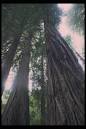 California State Library - History and Culture - State Symbols