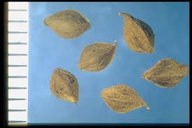 Attēlu rezultāti vaicājumam “Fallopia convolvulus fruit”