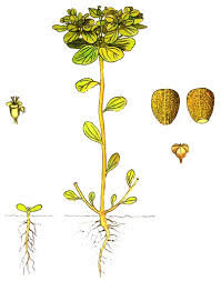 Attēlu rezultāti vaicājumam “Euphorbia helioscopia leaf”