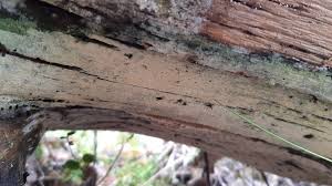 Attēlu rezultāti vaicājumam “Phlebia serialis”