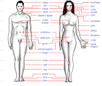 Evolution of Human Anatomy for Breeding | Kiranomics