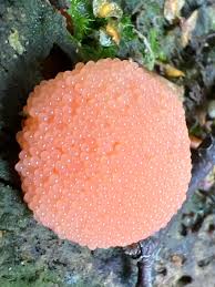 Attēlu rezultāti vaicājumam “Tubifera applanata macro”