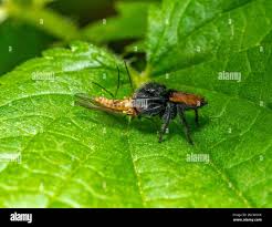 Attēlu rezultāti vaicājumam “Xanthogramma sp. male”