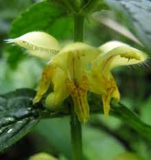 Attēlu rezultāti vaicājumam “Lamiastrum galeobdolon bud”