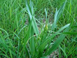 Attēlu rezultāti vaicājumam “Carex pallescens”