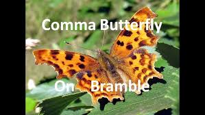 Attēlu rezultāti vaicājumam “Polygonia c-album upperside”