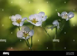 Attēlu rezultāti vaicājumam “Fragaria moschata flower”