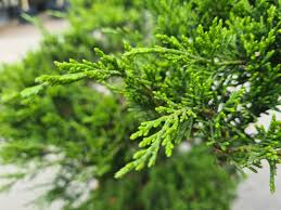 Attēlu rezultāti vaicājumam “Juniperus sabina”