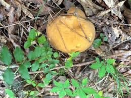 Attēlu rezultāti vaicājumam “Boletales”