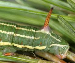Attēlu rezultāti vaicājumam “Sphinx pinastri larva”