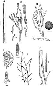 Attēlu rezultāti vaicājumam “Chaetophora pisiformis”