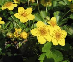 Attēlu rezultāti vaicājumam “Waldsteinia geoides flower”
